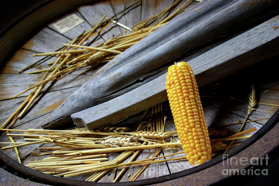 Fall Photograph - Corn Cob by Carlos Caetano