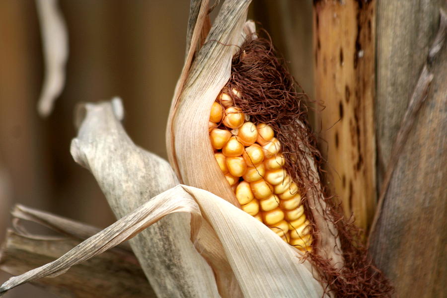 Corn Cob Photograph by Dr Carolyn Reinhart