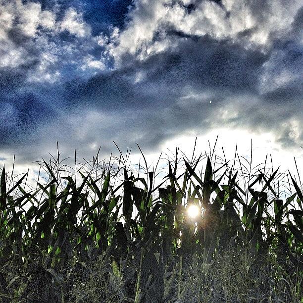 Nature Photograph - #corn #cornfield #field #sky #scenery by Val Lao