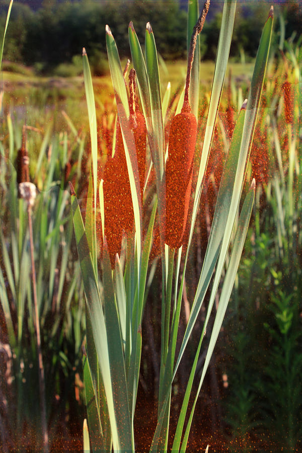 Corn Dogs growing by the Pond Photograph by Heinz G Mielke