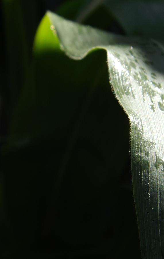 Corn Photograph by Elizabeth Sullivan