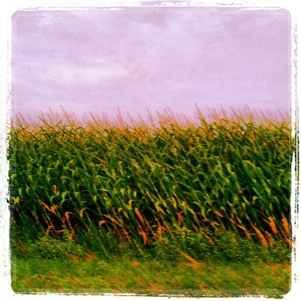 Farm Photograph - #corn #farm by Sikena Khadija