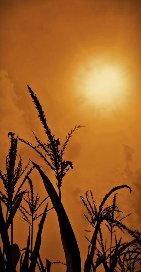 Corn Field Haze  Photograph by David Dehner