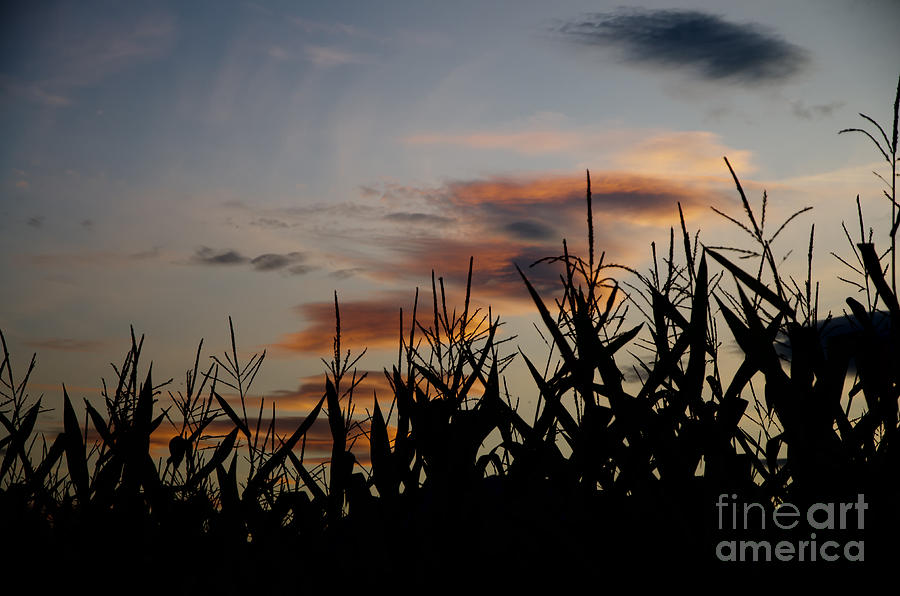 Nature Photograph - Corn field with orange clouds by Mats Silvan