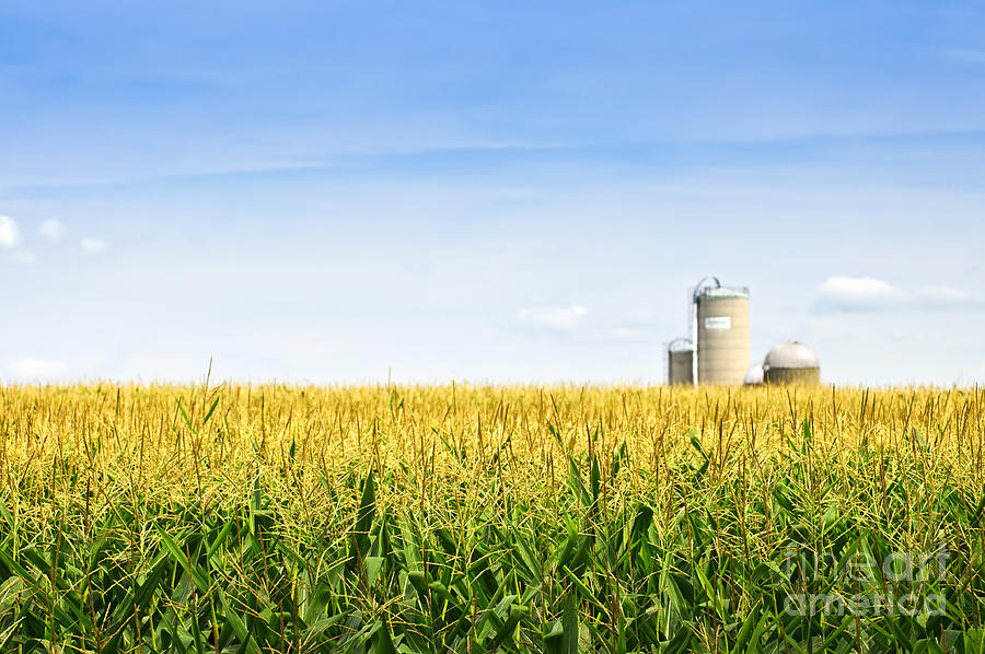 Summer Photograph - Corn field with silos 2 by Elena Elisseeva