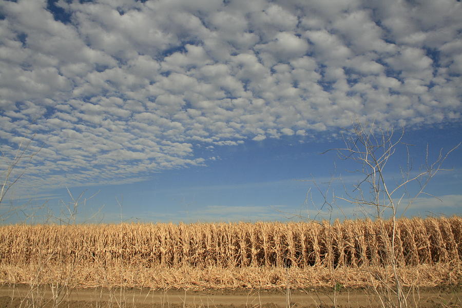 Corn Fields in West Photograph by Suzanne Lorenz