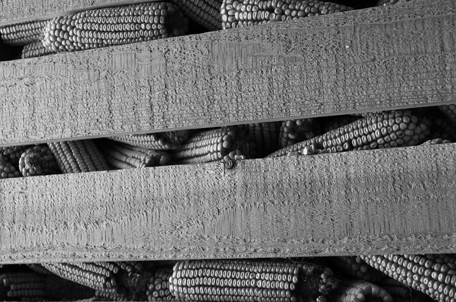 Corn Jail 2 bw Photograph by Elizabeth Sullivan