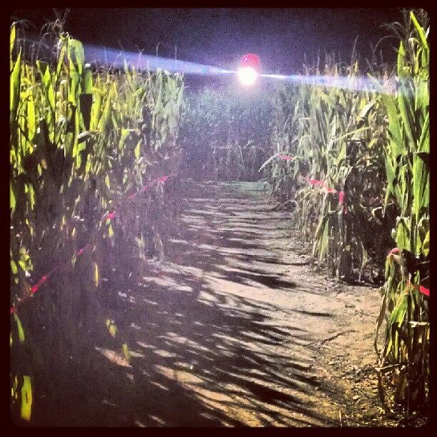 Corn Maze Last Nt Photograph by P Cullen