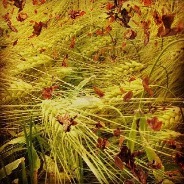 Corn Photograph - #corn #norway #leafs by Kim  Nyheim