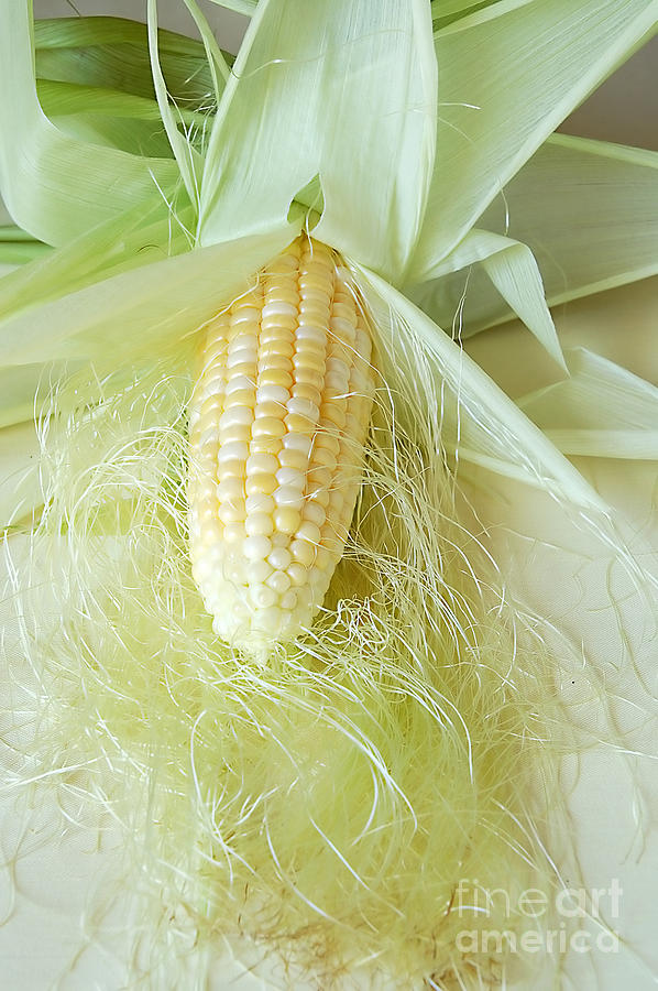 Still Life Photograph - Corn On The Cob by HD Connelly