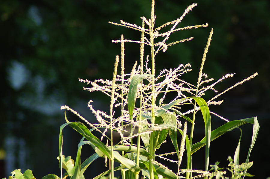 Corn Patch Photograph by Bj Hodges Fine Art America