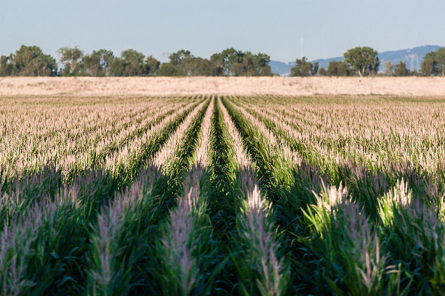 Agriculture Photograph - Corn Rows by Chris Fullmer