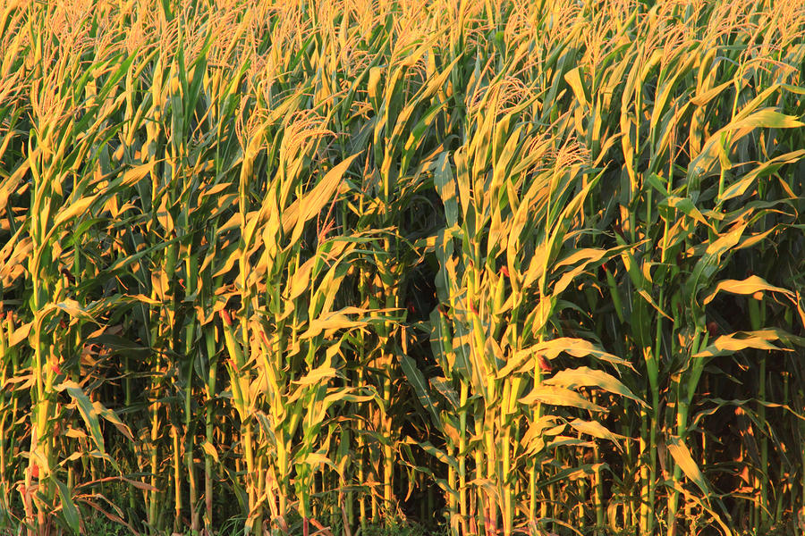 Corn San Joaquin County Ca Photograph By Troy Montemayor - Fine Art America