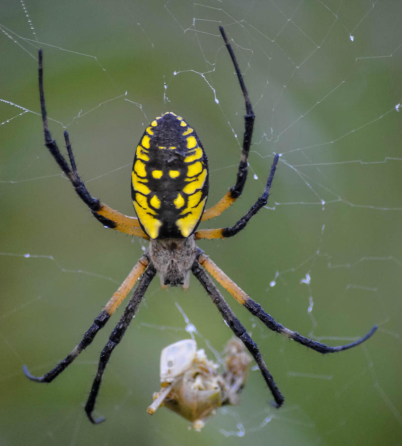 Corn Spider Photograph by Brian Stevens