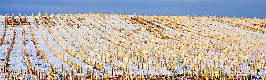 Corn Stalks in the Snow Photograph by Larry Ricker