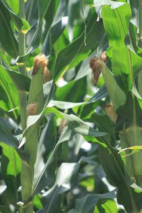 Farming Photograph - Corn Tassels by Monica Wheelus