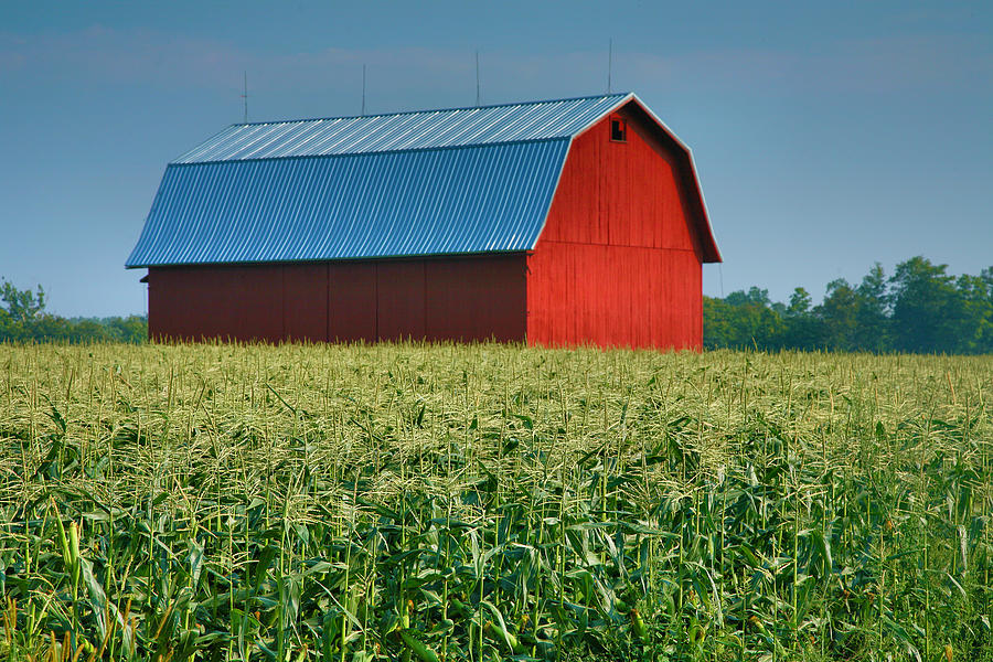 Cornfield and Red Barn Photograph by Steven Ainsworth