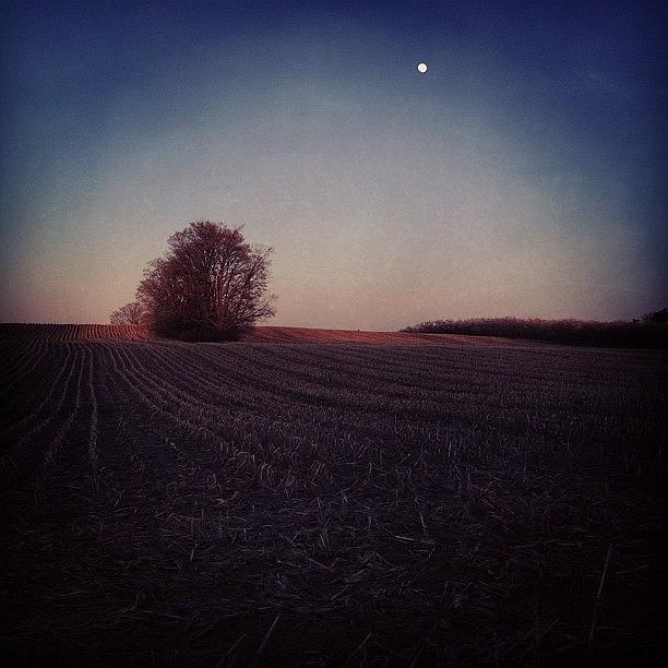 Landscape Photograph - Cornfield Canvasing The Moon by Angela Josephine