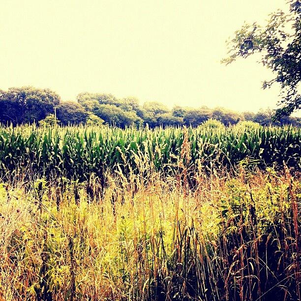 Nature Photograph - #cornfield #field #crop #corn #wheat by Jami Tammerine