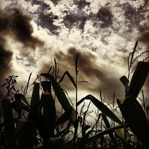 Clouds Photograph - Cornfields At Sherwood House Vineyards by Arnab Mukherjee