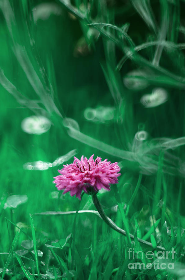 Spring Photograph - Cornflower by Ang El