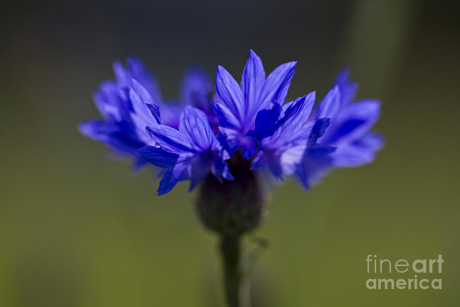 Cornflower Blue Photograph by Clare Bambers