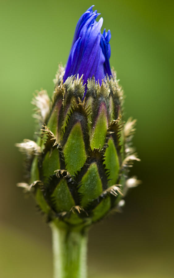 Cornflower Bud Photograph by Rob Hemphill