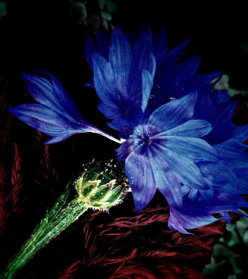 Nature Photograph - Cornflower  by Chris Berry
