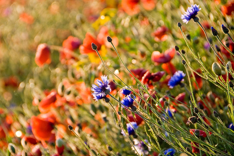 Cornflowers In Poppy Field Photograph by Rosie Herbert