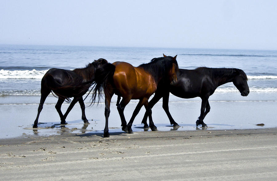 Corolla Beach Horses Photograph by Heather Goodloe - Fine Art America