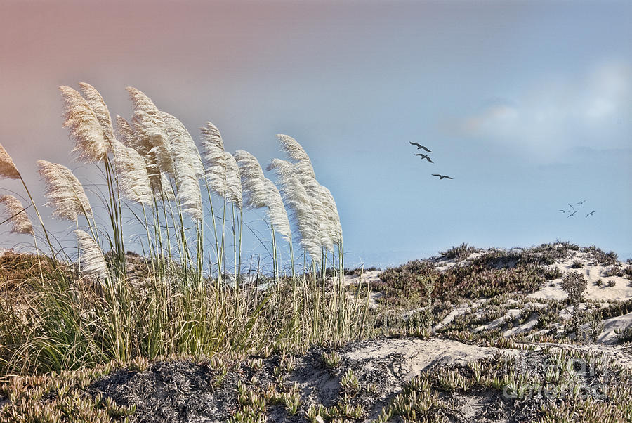 Coronado Island Pampas Grass Photograph by Betty LaRue