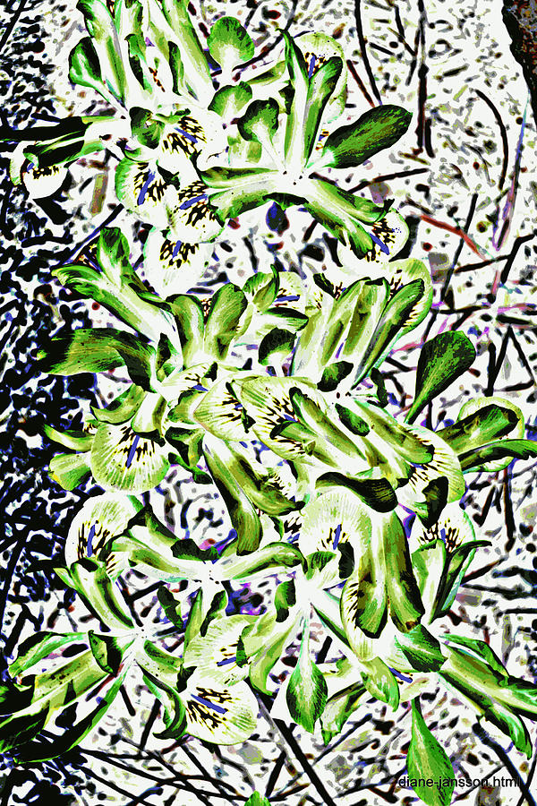 Corrugated Green Iris  Photograph by Diane montana Jansson