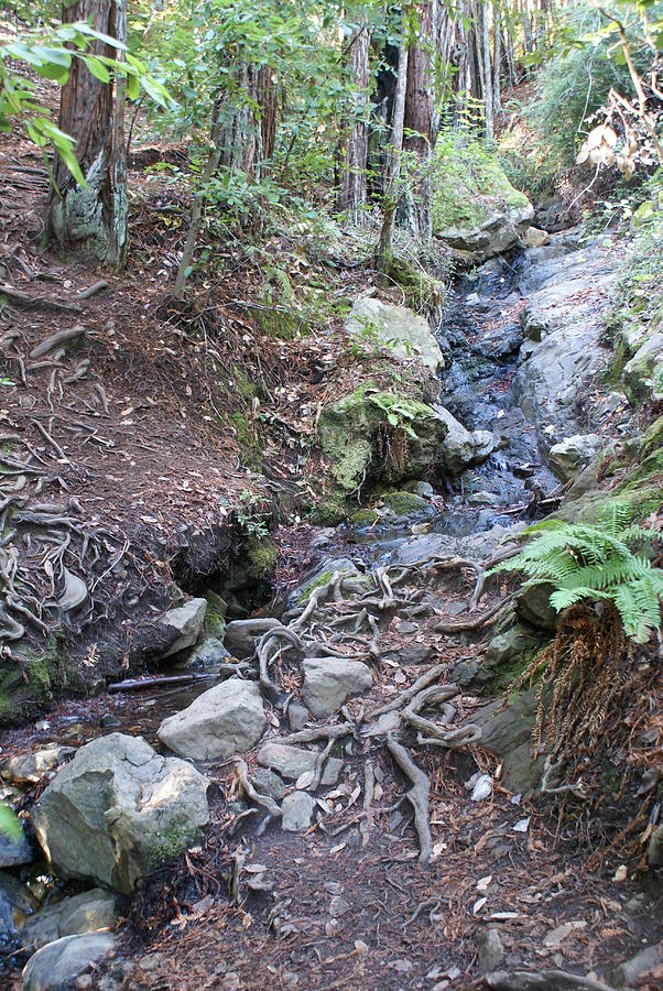 Corte Madera Creek on Mt Tamalpais Photograph by Ben Upham III