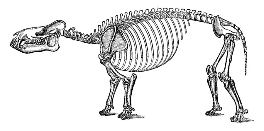 Coryphodon, Cenozoic Mammal Photograph by Science Source