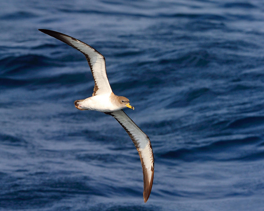 Corys Shearwater Photograph by Tony Beck