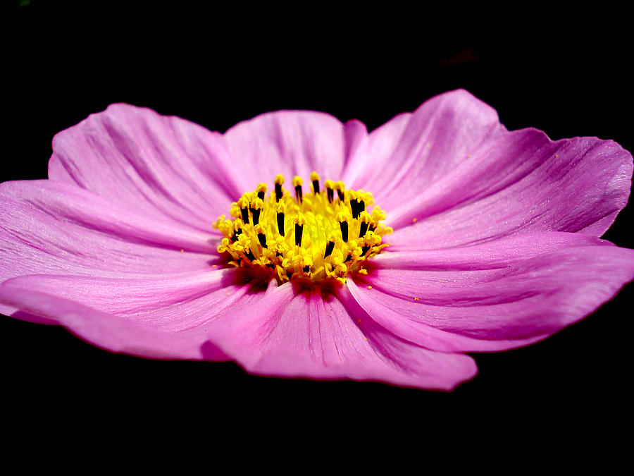Cosmia pink flower Photograph by Sumit Mehndiratta
