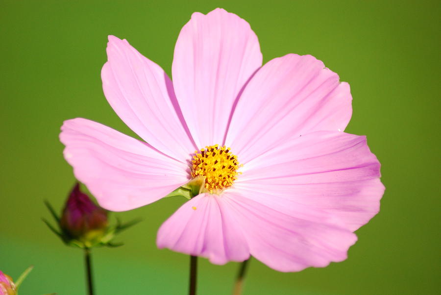 Cosmos and Bud Photograph by Wanda Jesfield