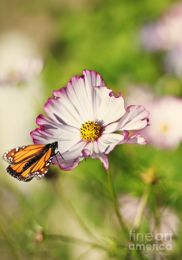 Cosmos and Butterfly Dream Photograph by Susan Gary