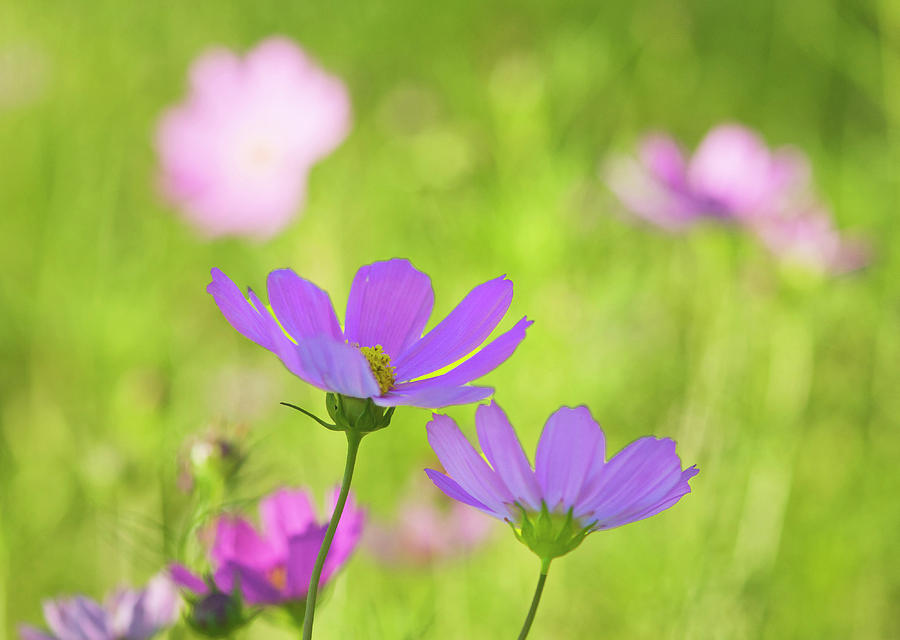 Cosmos Photograph by Carolyn DAlessandro