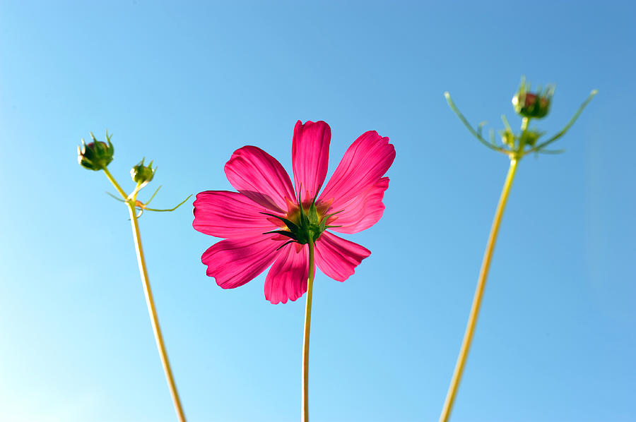 Cosmos Flower Photograph by Dung Ma
