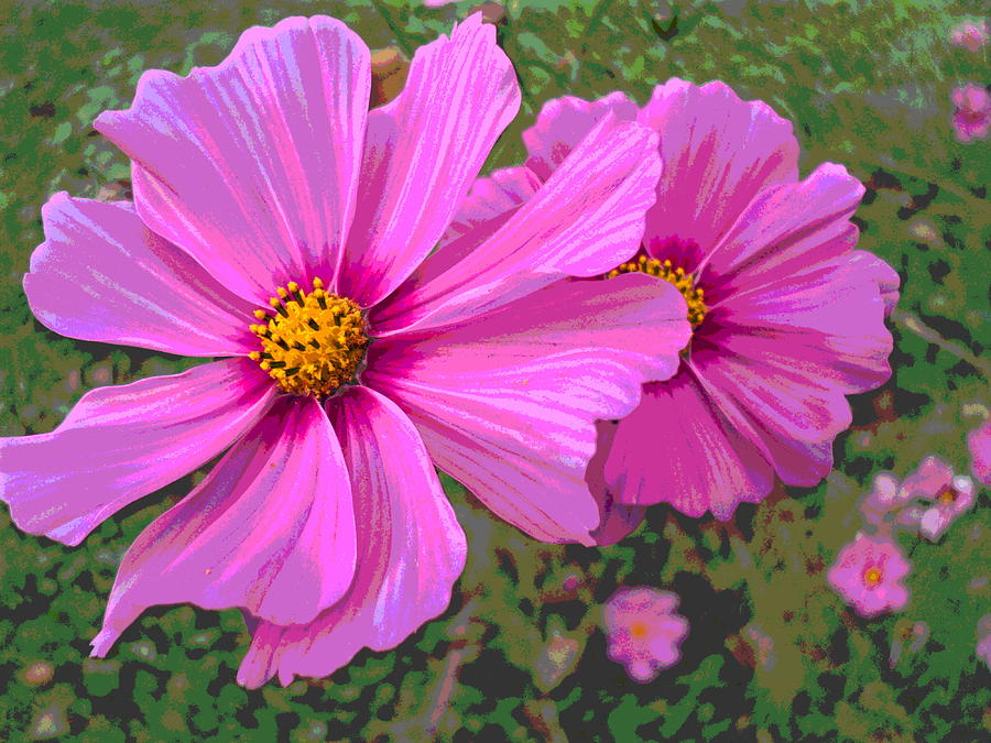 Cosmos Flower Upstaged Photograph by Padre Art