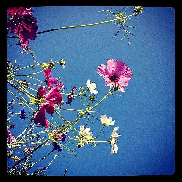 Cosmos Photograph by Gracie Noodlestein