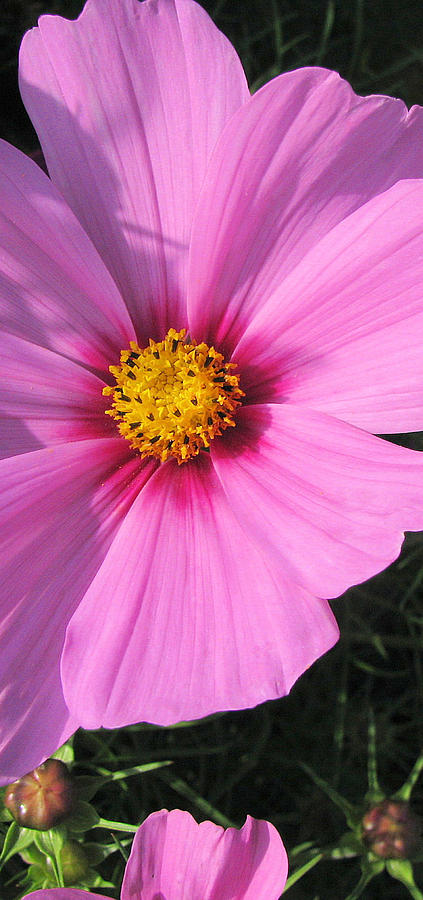 Cosmos Heart Photograph by Lora Fisher