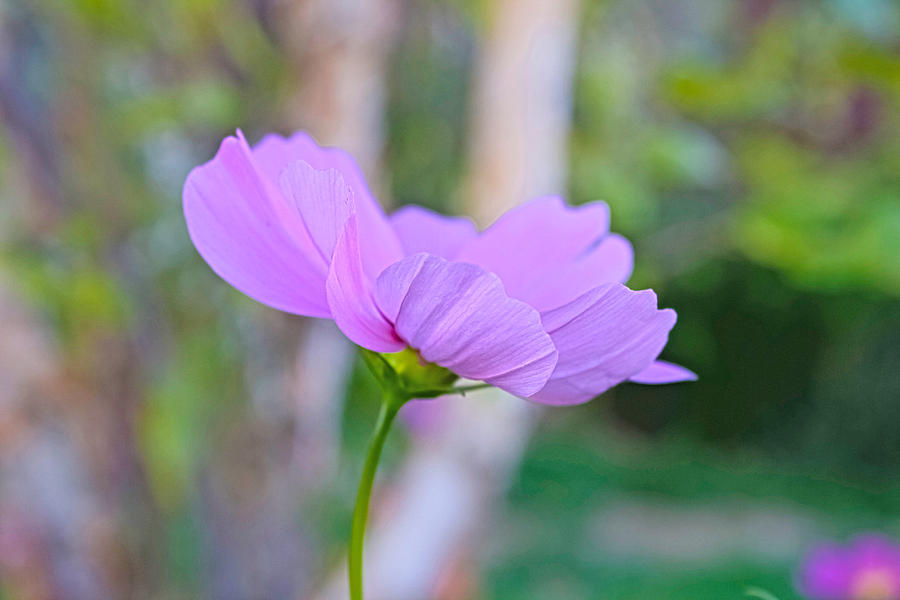 Cosmos In The Fall Photograph by Barbara Dean