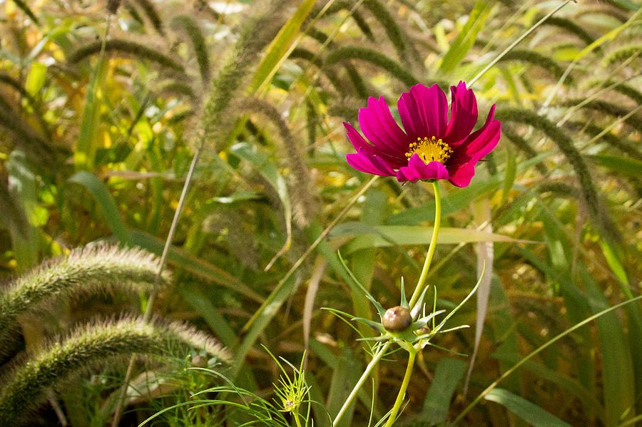 Cosmos in the Weeds Photograph by Bill Pevlor
