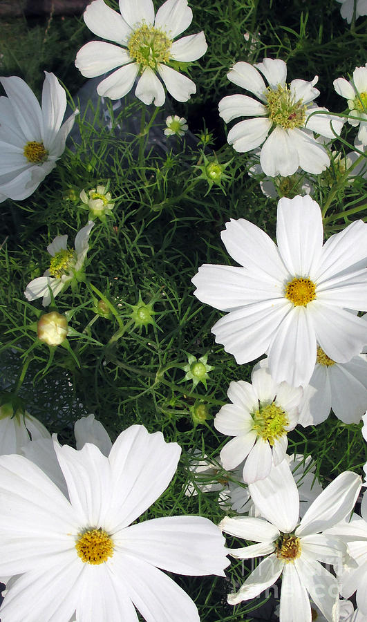 Cosmos in White Photograph by Patricia Januszkiewicz