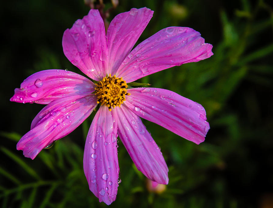 Cosmos Flower Closeuo Photograph by Jean Noren