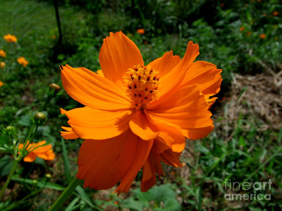 Cosmos Photograph - Cosmos by Mary Deal