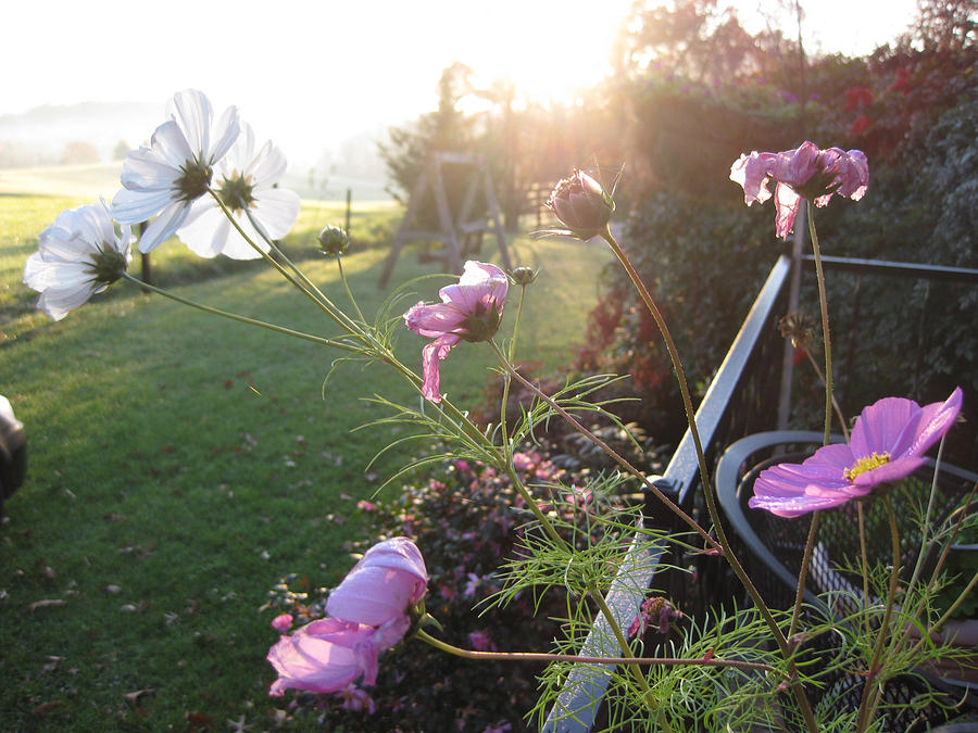 Cosmos on a Misty Morning Photograph by Sarah Hornsby