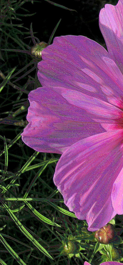Cosmos Portrait 1 Photograph by Lora Fisher